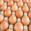 Wholesale Fresh White Brown Table Eggs /Fresh Chicken Table Eggs &amp; Fertilized Hatch