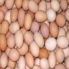 Wholesale Fresh White Brown Table Eggs /Fresh Chicken Table Eggs &amp; Fertilized Hatch