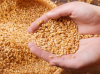 Premium Quality Whole Wheat Grain For Human Consumption 100% Pure For Bulk order