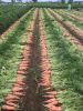 High quality fresh carrot from Vietnam
