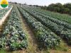 High quality fresh cabbage from Vietnam