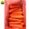 High quality fresh carrot from Vietnam