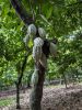 Cocoa Beans Sambirano ...