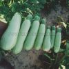 Jade 808 Hybrid Summer Squash Variety