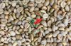 Robusta green coffee beans- wet polished quality- S18/S16/S14