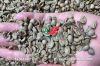 Vietnam Arabica green coffee beans - fully washed quality