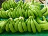 cavendish bananas