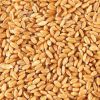 Wheat 12.5% protein