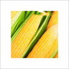 Yellow Corn for Sale in Cheap price 