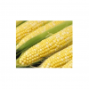 Yellow Corn for Sale in Cheap price 