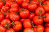 Premium Red Harvest: Fresh and Flavorful Tomatoes from Sustainable Farms