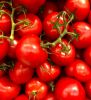 Premium Red Harvest: Fresh and Flavorful Tomatoes from Sustainable Farms