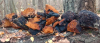 Chaga