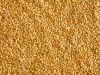Wheat