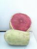 RED RADISH COLOR