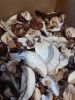 Boletus Mushrooms