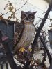 Bird Scaring Owl Decoy for pest bird control 