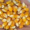 Premium Yellow Corn