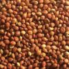 Red Sorghum 