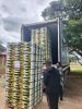 Premium Tanzanian Hass...