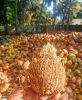 Husked Coconut 