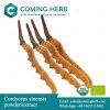 Cordyceps sinensis ext...