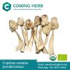 Mushroom extract, Mushroom powder, Agaricus blazei, Auricularia auricula, Coprinus comatus, Flammulina velutipes, Phellinus linteus, Polyporus umbellatus, Poria cocos, Sparassis crispa, Tremella fuc