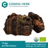 Chaga extract, Chaga b...