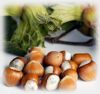 hazelnut kernel