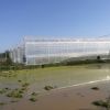 large size multi-span arch plastic film Greenhouse tomato greenhouse