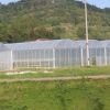 large size multi-span arch plastic film Greenhouse tomato greenhouse