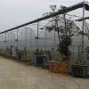 Agriculture multi-span arch plastic film Greenhouse strawberry greenhouse