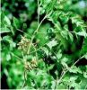 Glycyrrhiza root extract