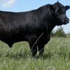 Quality Healthy Angus COWS