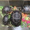 Aldabra giant tortoise and Galapagos tortoise feed