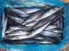 Parcific Mackerel