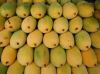 FRESH MANGOES