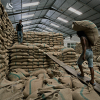 Green Robusta Beans fr...