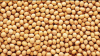 Soybeans