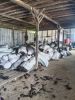 Dried gracilaria seaweed