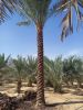 DATE PALM TREES FOR SALE