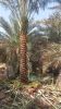 DATE PALM TREES FOR SALE