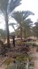 DATE PALM TREES FOR SALE