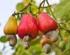 PALMNUT OIL