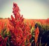 Sorghum