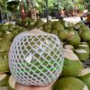 Fresh Young Coconut_Very Sweet and Cheap (Whatsapp +84 769 026 486)