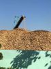 Eucalyptus Wood Chips