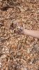 Eucalyptus Wood Chips