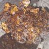 cashew shell cake