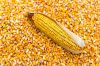 GMO Yellow Maize Corn  best quality